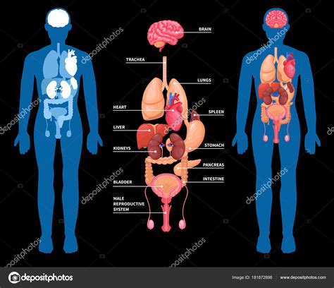 Lista 91 Imagen Esquema De Los órganos Del Cuerpo Humano Alta