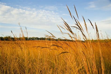 Big sky retreat, yurt holiday rental in devon. BIG FOUR NATIVE GRASS MIX - Johnston Seed Company | Grass ...