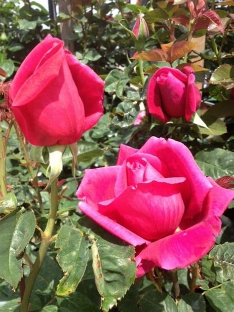 Rose Bushes Delivered Garden Plant