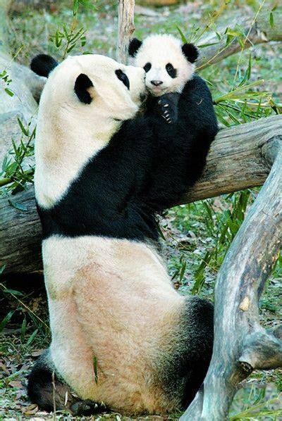 Mama Panda With Baby Panda Animals And Pets Baby Animals Funny