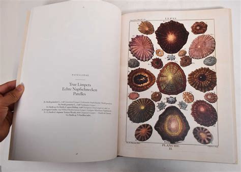 Shells Muscheln Coquillages Conchology Or The Natural History Of