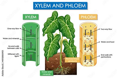 Diagram Showing Xylem And Phloem Plant Stock Vector Adobe Stock