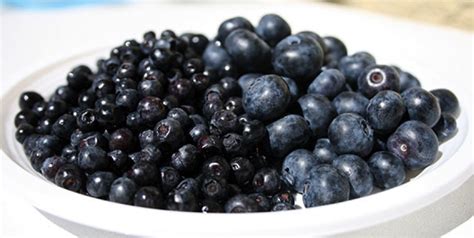 Learn About Food Blueberry Vs Bilberry Whats The Difference