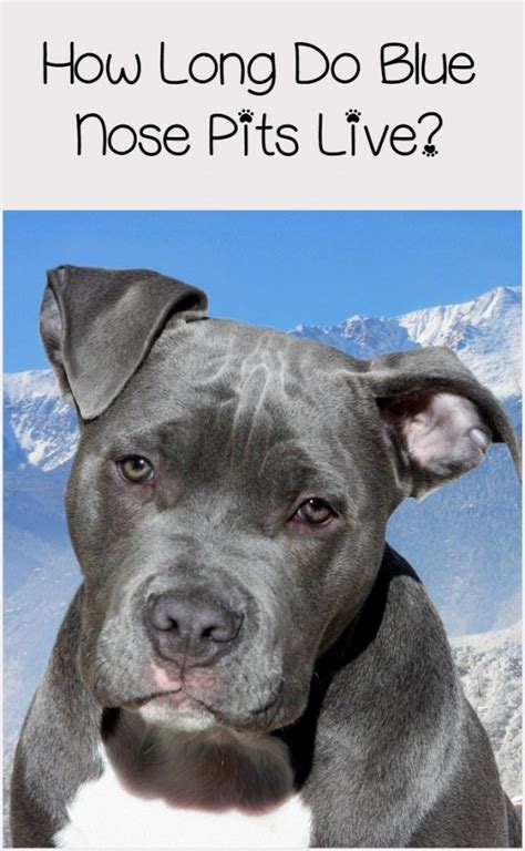 blue nose pitbull lifespan complete health guide infographic