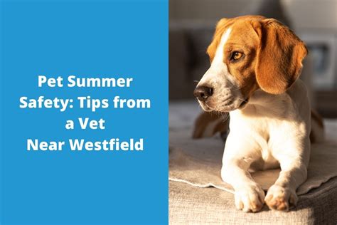 Pet Summer Safety Tips From A Vet Near Westfield Blog
