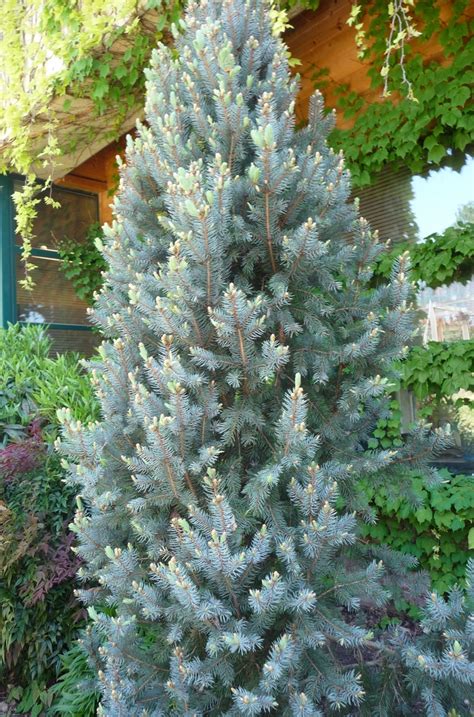 Picea Pungens Iseli Fastigiate Columnar Blue Spruce From Garden