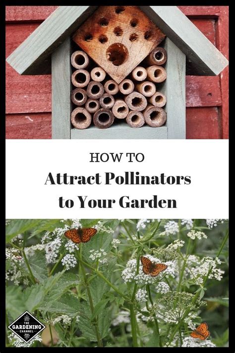Attract Pollinators To Your Garden Gardening Channel Pollinator