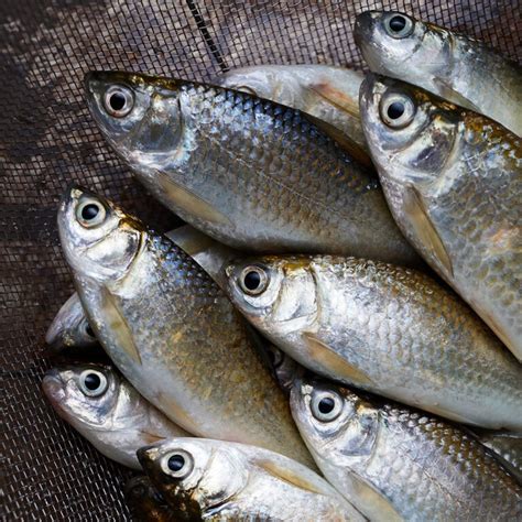 10 Ciri Ikan Segar Yang Wajib Dikenali Sebelum Membelinya