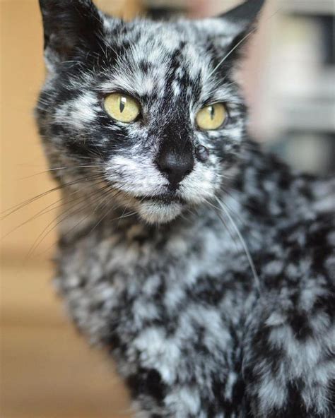 meet scrappy   year  black cat  grew  unique marble fur due   rare skin condition