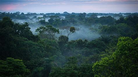 Penggolongan Hutan Berdasarkan Keadaan Iklim, Jenis Tumbuhan, Ketinggian Tempat serta Tujuan dan ...