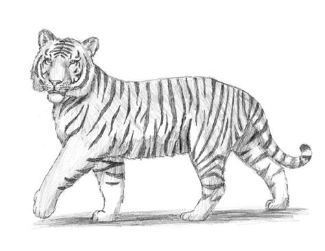 This tutorial starts with a symmetrical face, and then adds an easy side view of add a safari looking background. Tigers to draw realistic - Google Search | Draw ideas | Pinterest | Tigers, Google search and ...