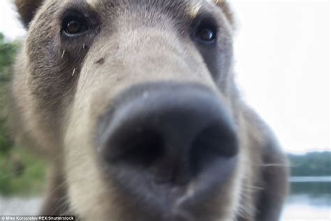 Bear Moves In For An Extreme Close Up As He Sniffs Photographer Mike