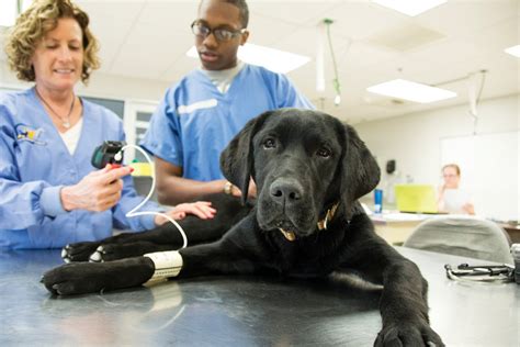 Veterinary Animal Health Technologytechnician And Veterinary Assistant
