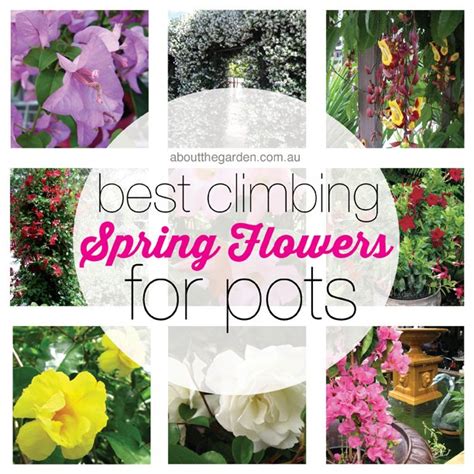 But before you buy up every gorgeous plant you see (not to mention every stunning pot and hanging basket), there are a few things you should keep in mind: Best Climbing Spring Flowers for Pots - About The Garden ...