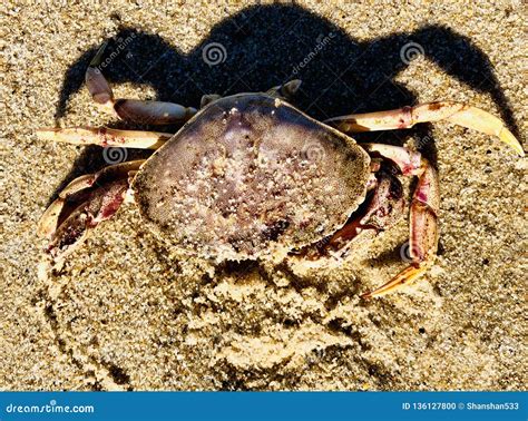 A Crab Lying On The Cape Cod National Seashore Stock Photo Image Of