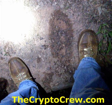 Possible Bigfoot Seen In Lake The Crypto Crew
