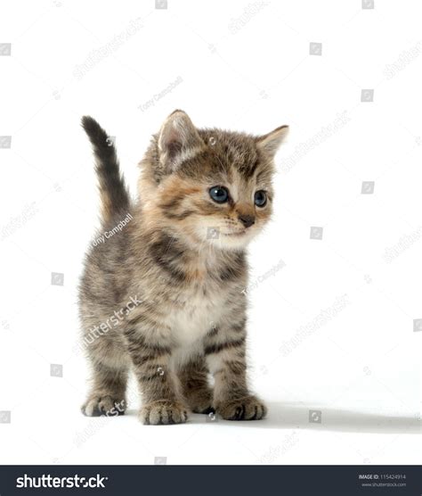 Cute Baby Tabby Kitten Standing On White Background Stock Photo