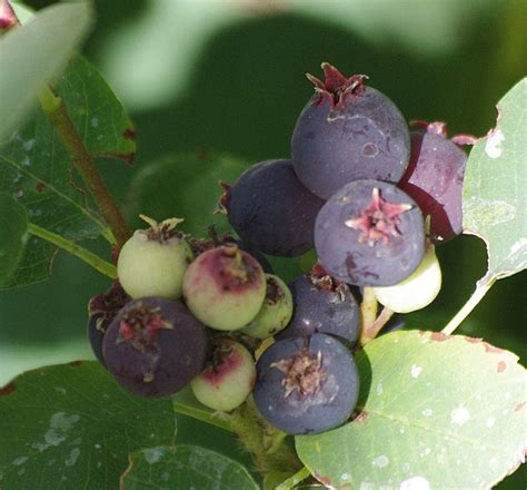 The ripe fruit is used in jams, jellies, pies and wines. Amelanchier alnifolia, Western Service Berry