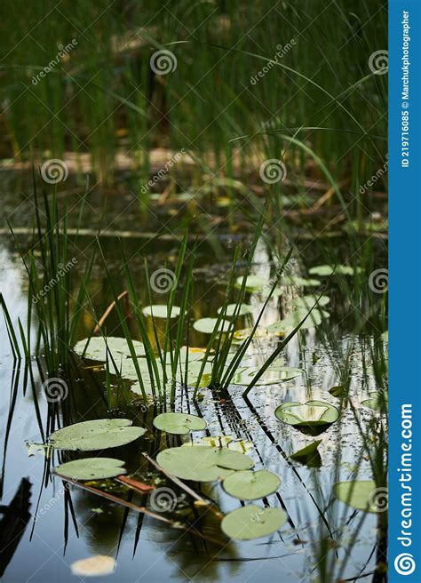 Water Lily Plants On The Lake Swamp With Water Lilies Stock Image