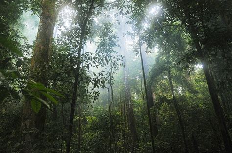 Scientists Warn The Amazon Rainforest Could Vanish In Decades Once It