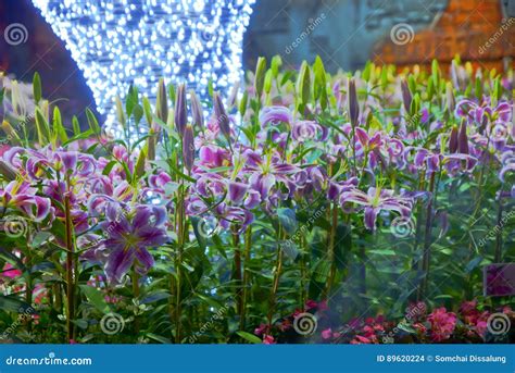 Lily Flower Night In Thailand Stock Photo Image Of Detail Flowering