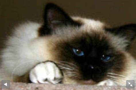 17 Best Images About The Seal Point Birman Cats I Love On Pinterest