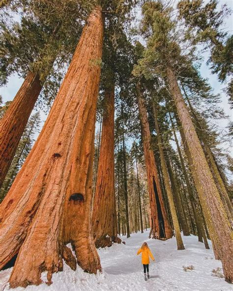 Sequoia National Park California Travel Guide For Winter
