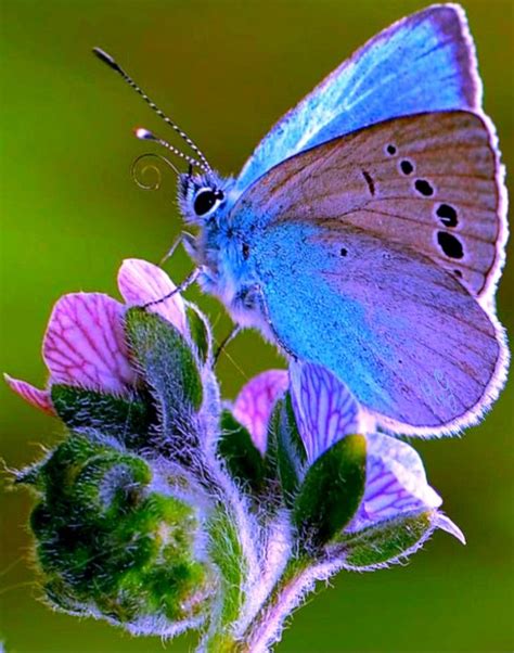 Farfalla Beautiful Butterfly Pictures Beautiful Butterfly