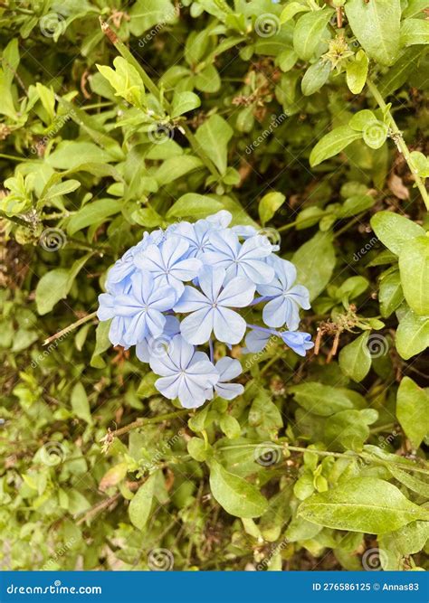 Plumbago Auriculata Or The Cape Leadwort Light Blue Flowers On A Green