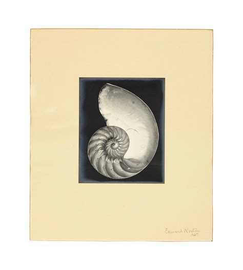 Edward Weston 1886 1958 Nautilus Shell 1927 Christies