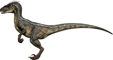 Velociraptor Jurassic World Evolution Wiki Fandom Velociraptor