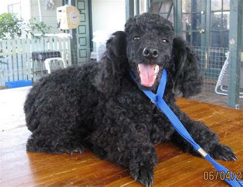 For Sale Stunning Black Toy Poodle Stud Dog