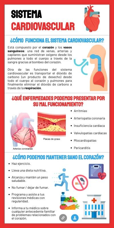 sistema cardiovascular infografía