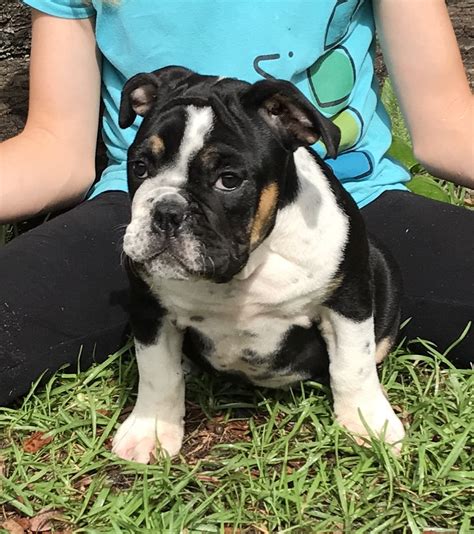 Englische bulldoggen erziehungstipps für den alltag. Olde English Bulldogge Puppies For Sale | Ocala, FL #251763