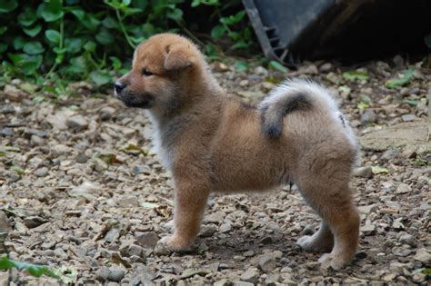 Raising Shikoku Puppies