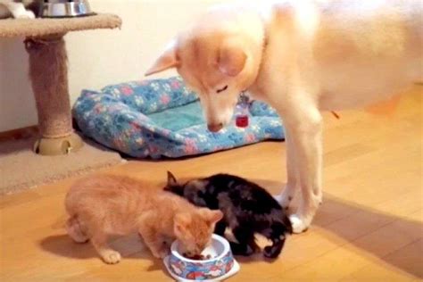 【まるで母親♡】子猫ちゃんのご飯を見守るワンコ。その眼差しは、優しさに溢れていました´∀`♪ Peco（ペコ）