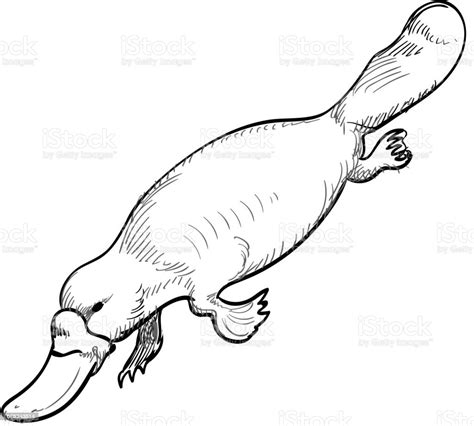 Australian Animal Platypus In Doodle Style Vector Illustration Stock