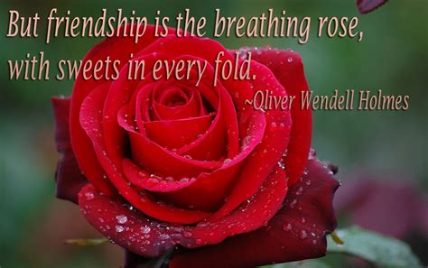 50 Best Rose Quotes To Show Your Love