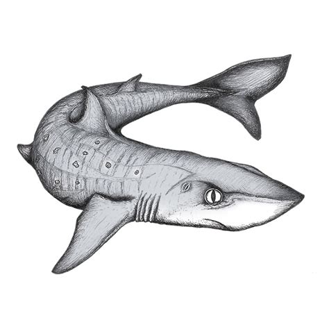 Small Shark Drawing