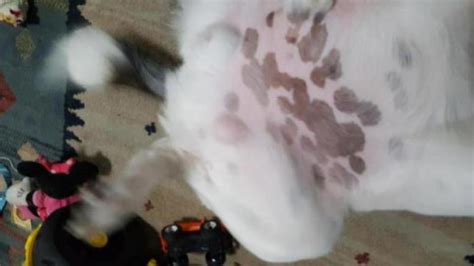 Lump On Dogs Belly Dog Forum