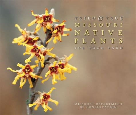 A garden planted with missouri native plants is a sustainable landscape which will become easier to care for as it matures and save you money on water, fertilizer, pesticides and labor. 97 best Missouri Wildflowers images on Pinterest | Native ...