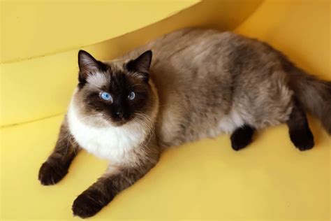 Black Cats With Blue Eyes History Genetics Pictures And Faqs