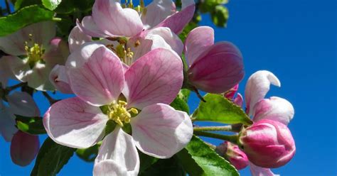 Apple Flower Wallpaper The Apple Flower Is Considered By Many By