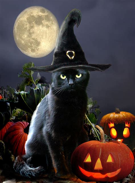 Black Cat Halloween Wallpaper Live Wallpaper Hd
