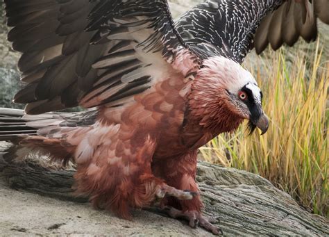 The Bearded Vulture Is A White Bird That Dyes Its Feathers By Rolling In Red Iron Oxide Deposits