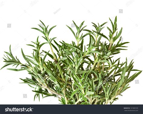 Savory Fresh Herb Isolated On White Background Stock Photo 101989105