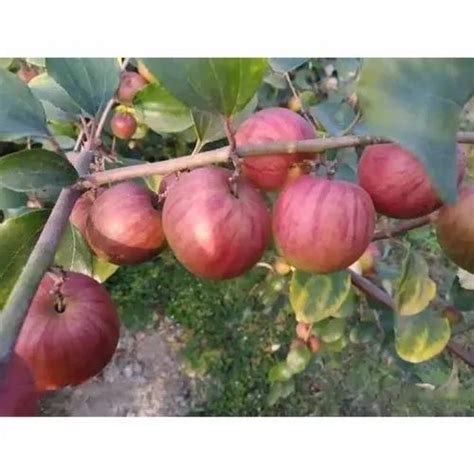 Well Watered Sundari Apple Ber Plant For Fruits At Rs 15plant In Kolkata