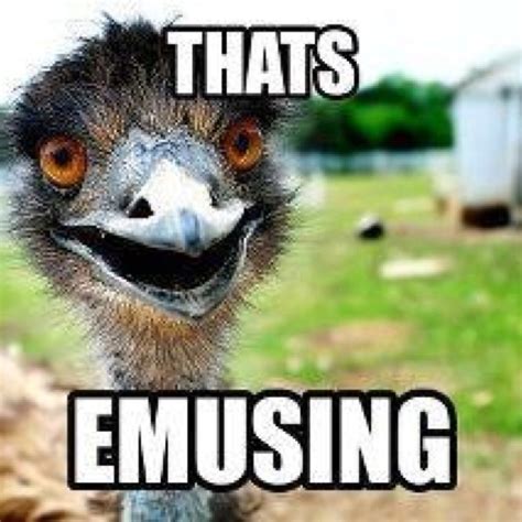 Oh Emu Animal Puns Funny Puns Animal Memes