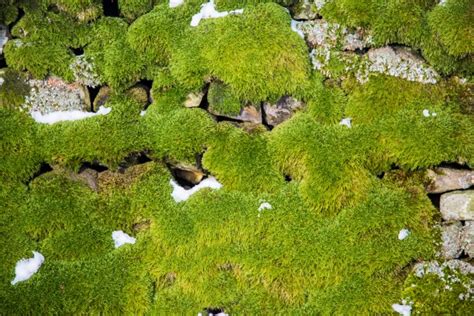 Moss Free Stock Photo Public Domain Pictures