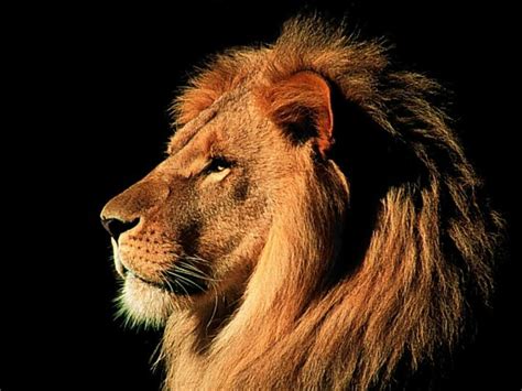 Lion Hd Wallpapers Hd Backgrounds